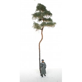 borovice - 20 cm